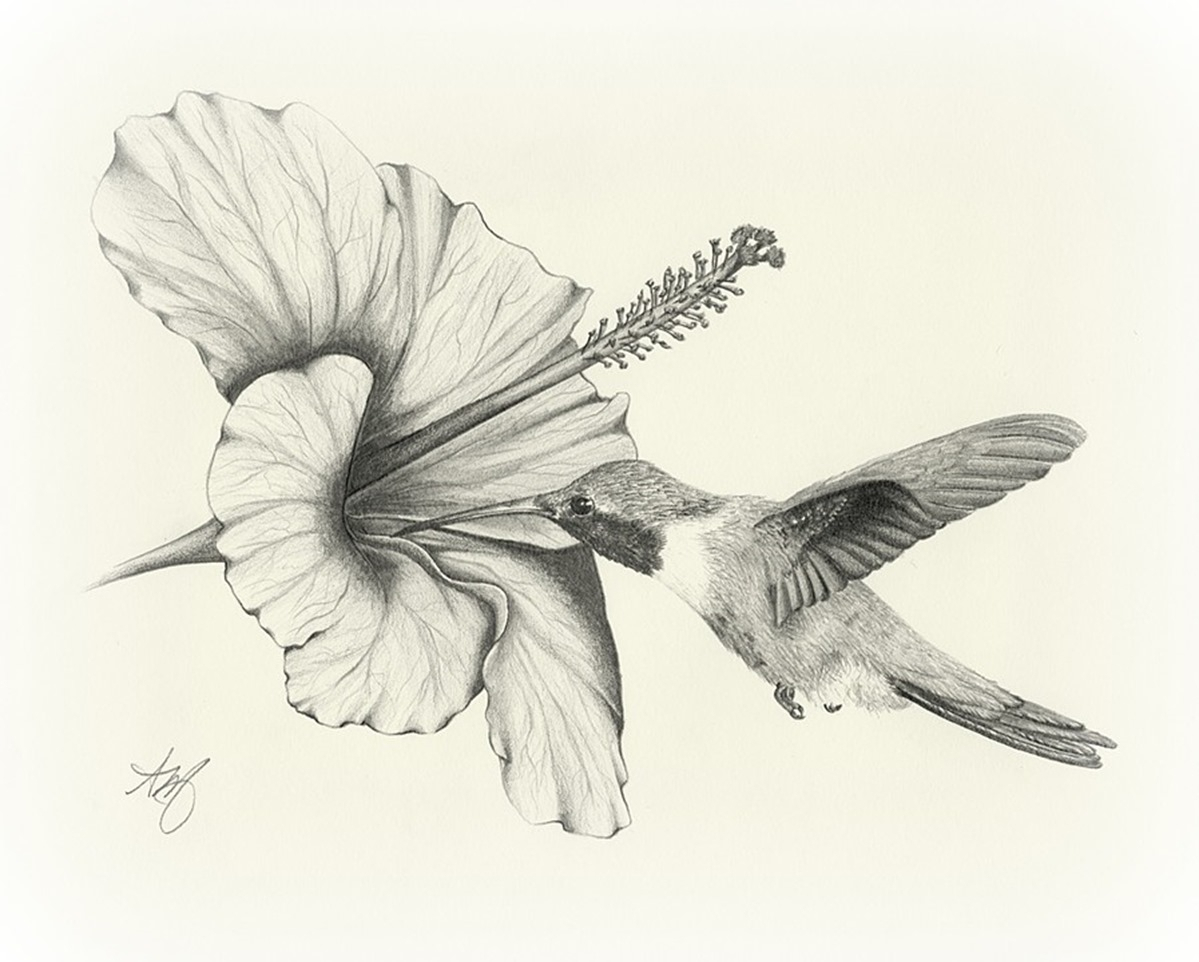 1199x962 drawing pencil flower and bird flower and bird drawing - Bird...