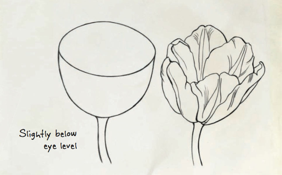 966x599 How To Draw Basic Flower Shapes Quarto Knows Blog - Bird And Flower Drawing