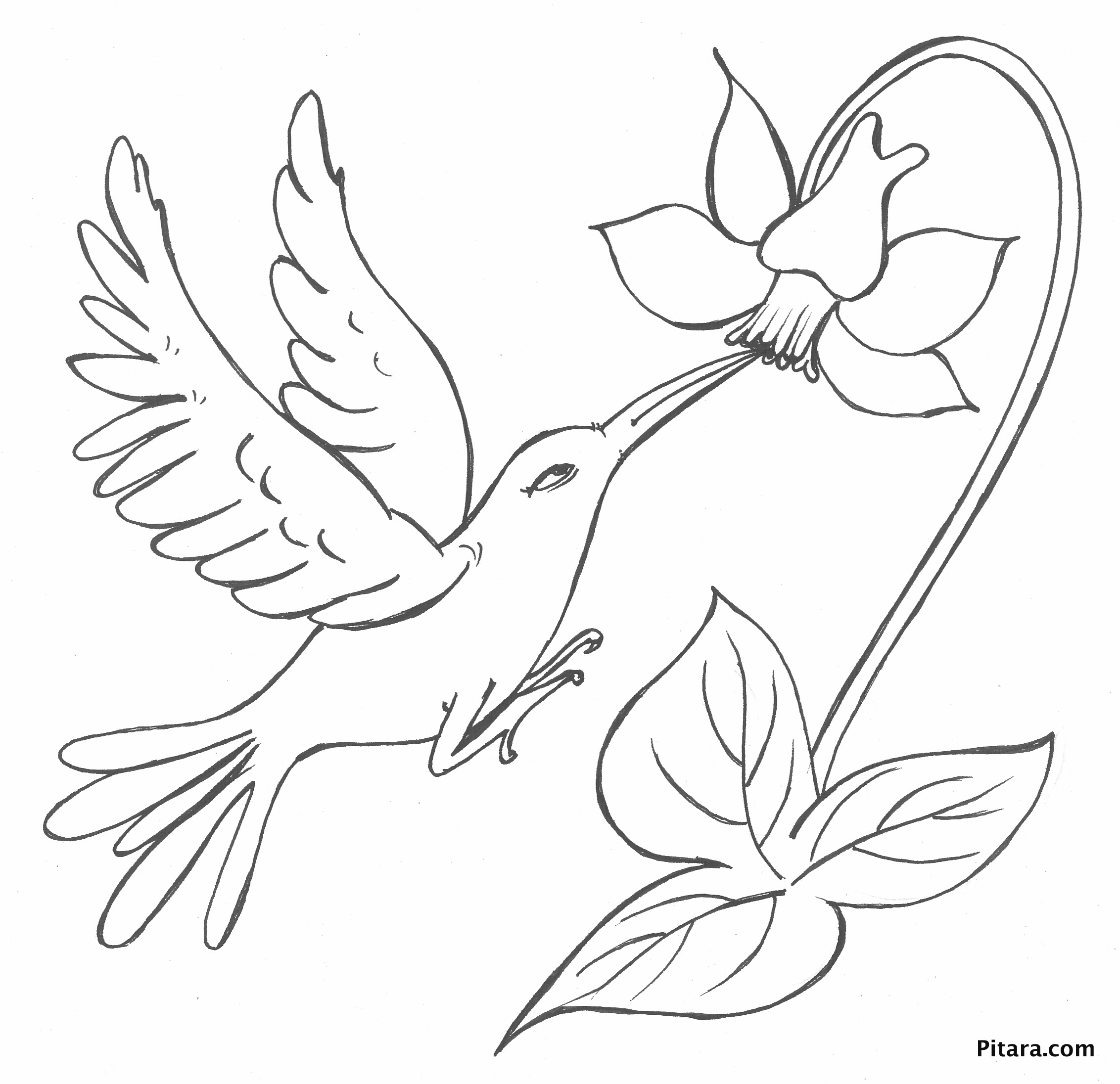 Bird Drawing Flower For Free Download - Bird And Flower Drawing. 