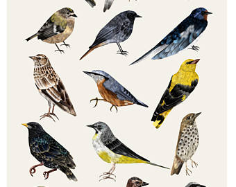 340x270 Bird Drawing Etsy - Bird Drawing