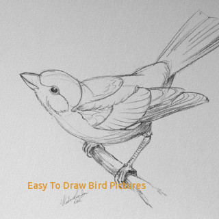 320x320 Easy To Draw Bird Pictures Tag For Draw Pictures Of Birds Bird - Bird Drawing