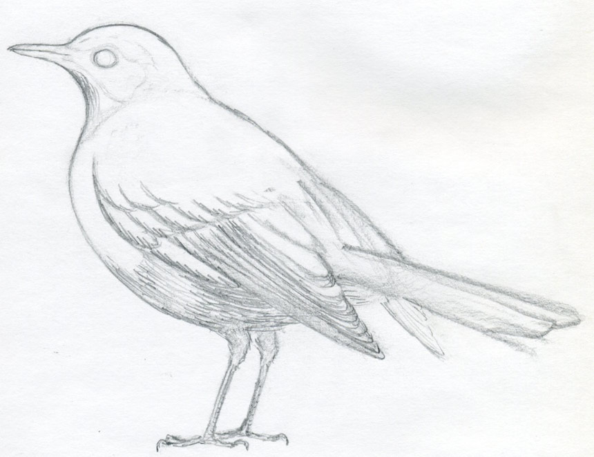 860x661 How To Draw A Bird And What You Need To Know - Bird Drawing