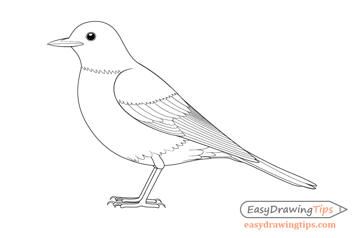 728x480 How To Draw A Bird Step - Bird Drawing
