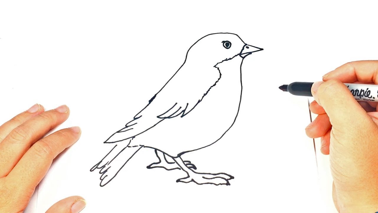 1280x720 How To Draw A Bird Bird Easy Draw Tutorial - Bird Drawing