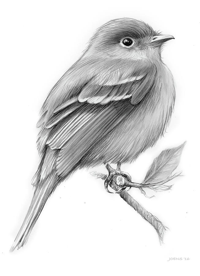 653x900 Least Flycatcher Drawing - Bird Drawing
