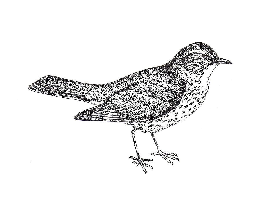 900x750 Thrush Bird Drawing Drawing - Bird Drawing