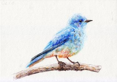 375x261 Bird Drawing - Bird Drawing