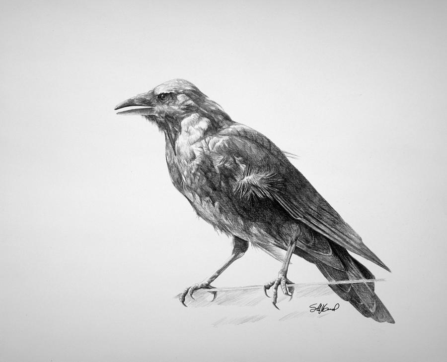 900x730 Bird Drawings Fine Art America - Bird Drawing