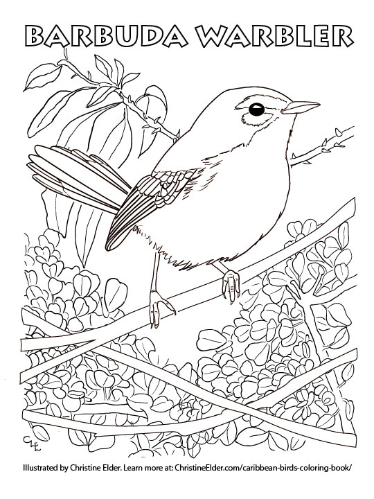 540x720 Caribbean Birds Coloring Book - Bird Drawing Book