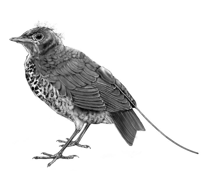 701x612 Delap Studies Urban Birds, Sketches For Book 'subirdia' Due Out - Bird Drawing Book