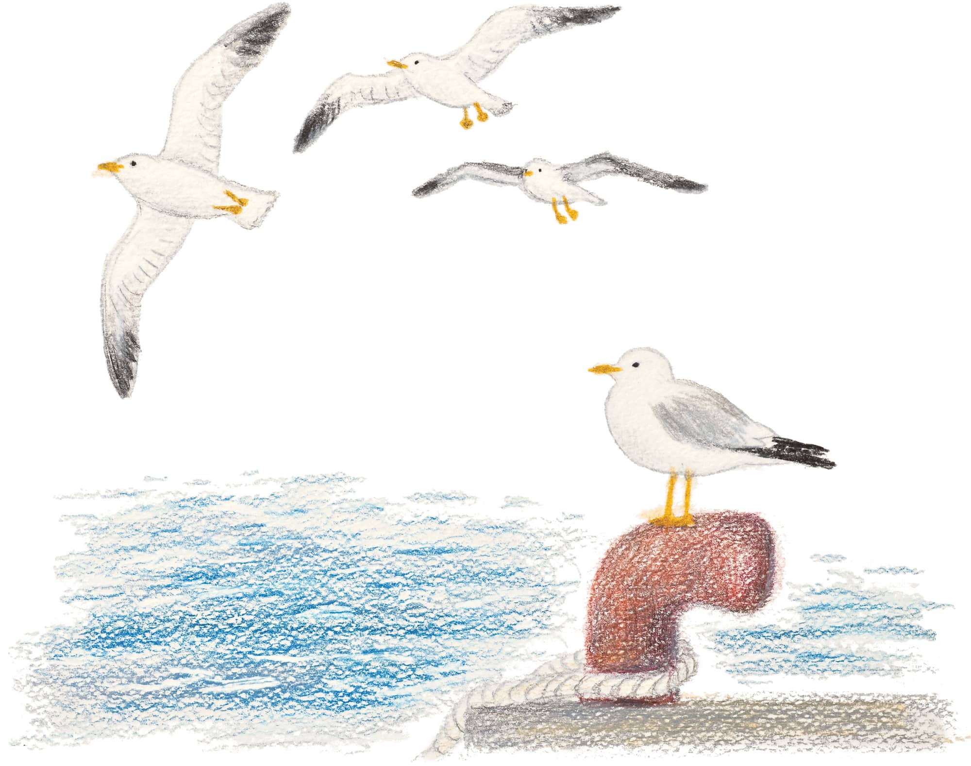 2000x1578 Seagull - Bird Drawing Book