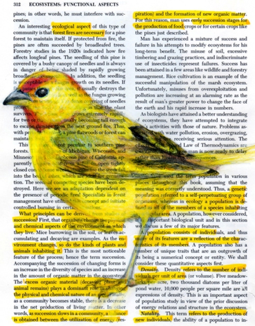 500x638 Beauty Will Save The World - Bird Drawing Book