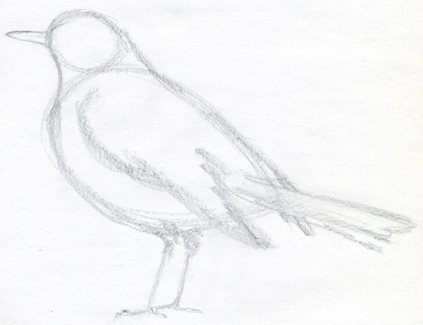 860x661 How To Draw A Bird And What You Need To Know - Bird Drawing Easy