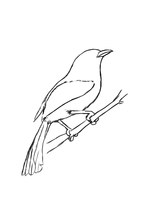 550x688 How To Draw A Bird Step - Bird Drawing Easy