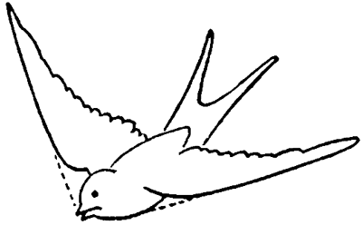 400x248 How To Draw Birds Swallows With Easy Step - Bird Drawing Easy