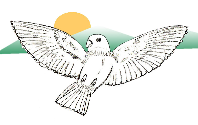 800x506 How To Draw Easy Birds Step - Bird Drawing Easy