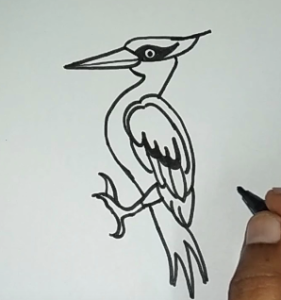 281x300 How To Draw A Woodpecker Step - Bird Drawing Easy