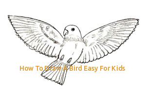 300x190 How To Draw A Bird Easy For Kids Drawing A Bird Robin With Simple - Bird Drawing For Kids