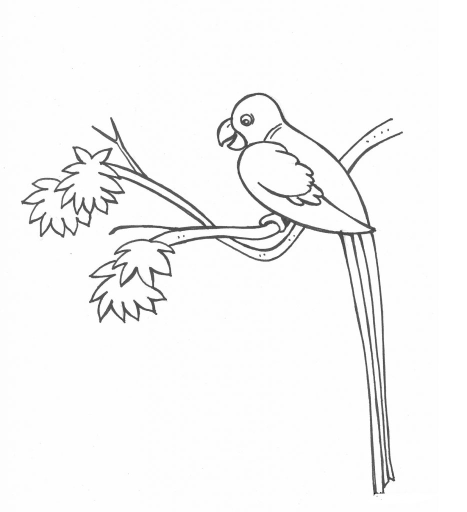 Волнистый попугай в гнезде раскраска