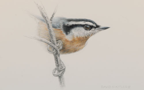 500x313 draw birds in easy steps that are easy and from an expert - Bird Drawing Images