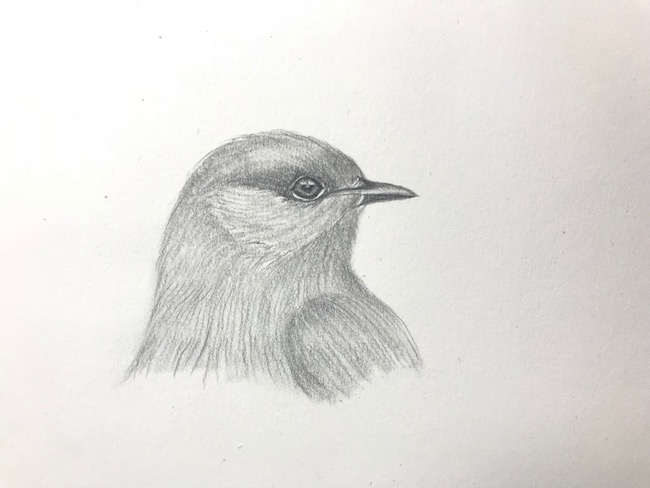 650x488 How To Draw A Realistic Bird In Pencil - Bird Drawing Images