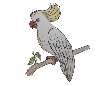 370x297 How To Draw A Bird Archives - Bird Drawing Images