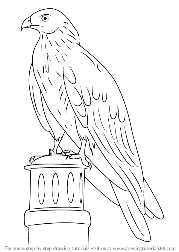 598x844 Learn How To Draw A Black Kite - Bird Drawing Images