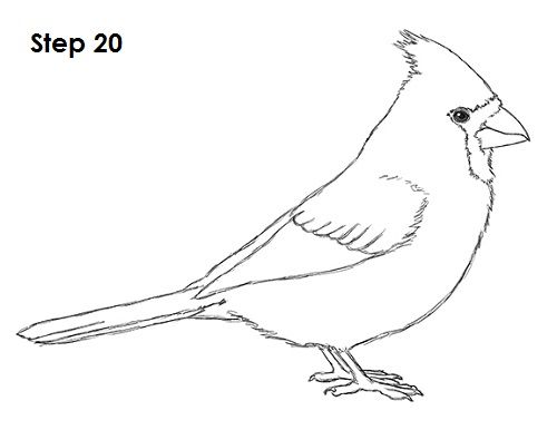 500x386 cardinal bird drawing diy bird drawings, drawings, bird crafts - Bird Drawing Images