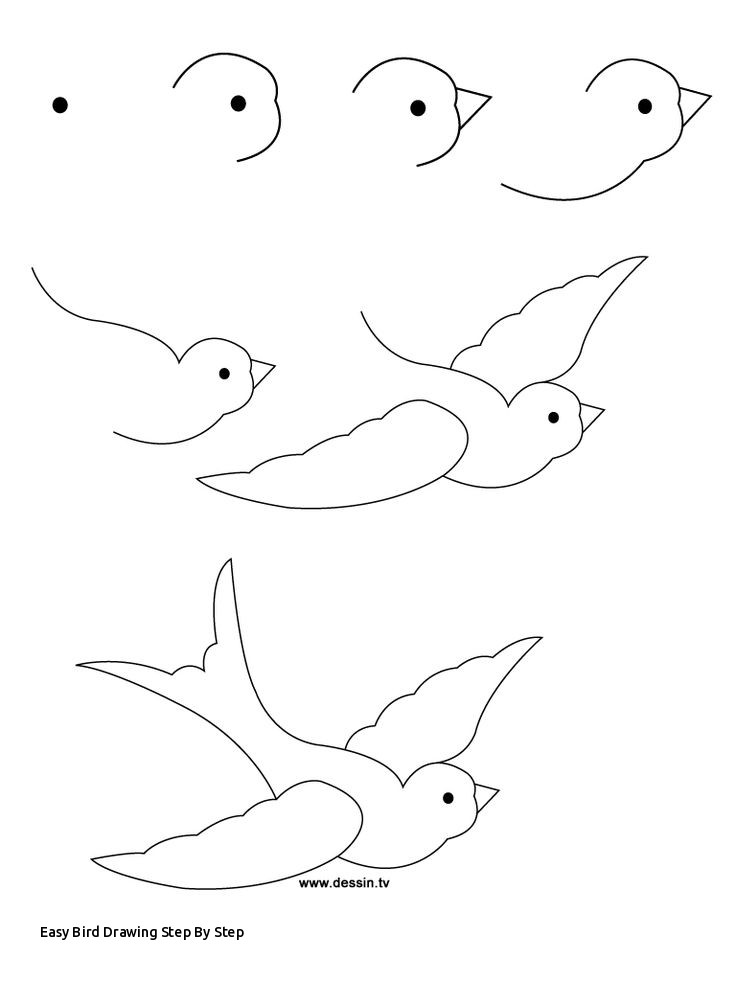 736x981 Easy Bird Drawing Step - Bird Drawing Step By Step