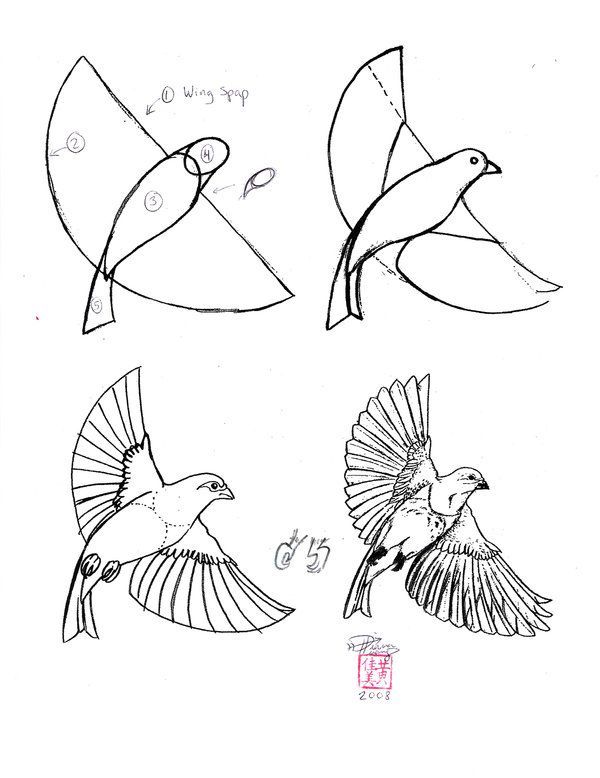 600x778 Bird Drawing Step - Bird Drawing Step By Step