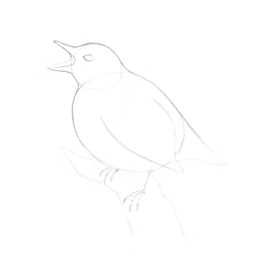 850x888 How To Draw A Bird Step - Bird Drawing Step By Step