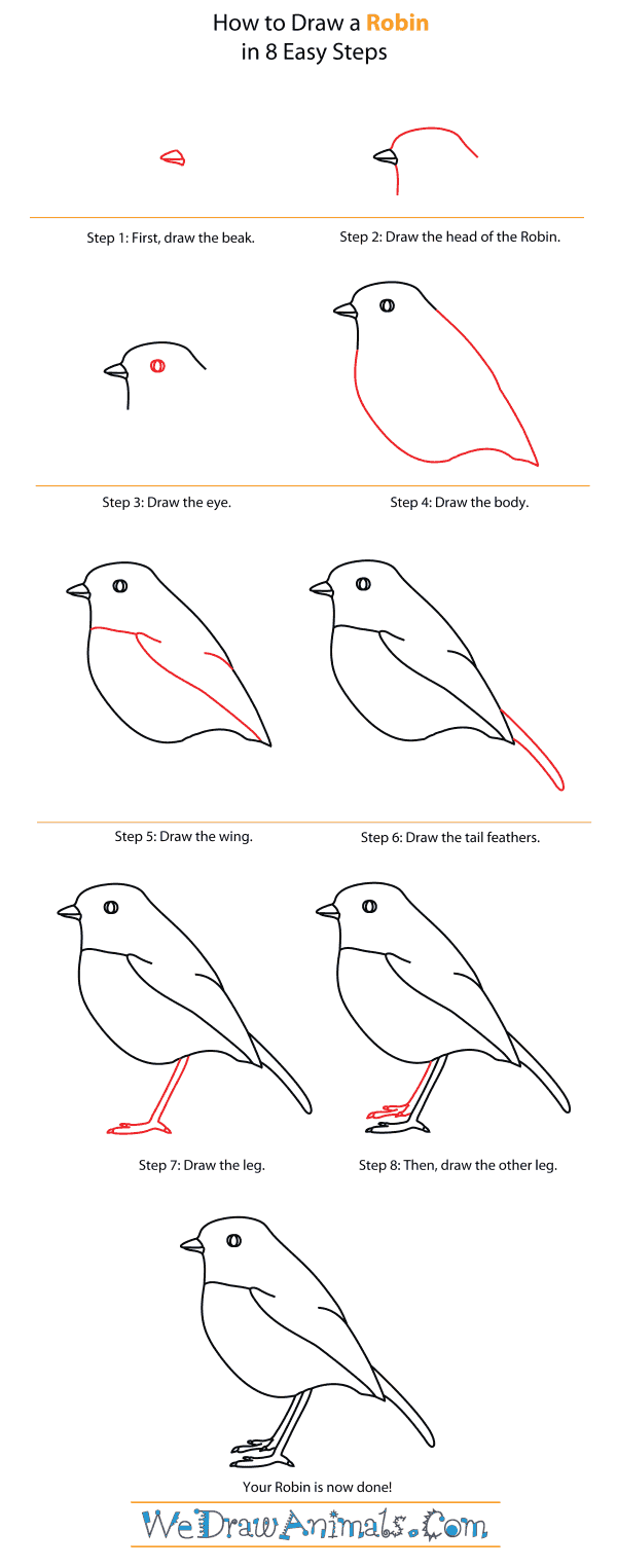 600x1525 How To Draw A Robin - Bird Drawing Step By Step