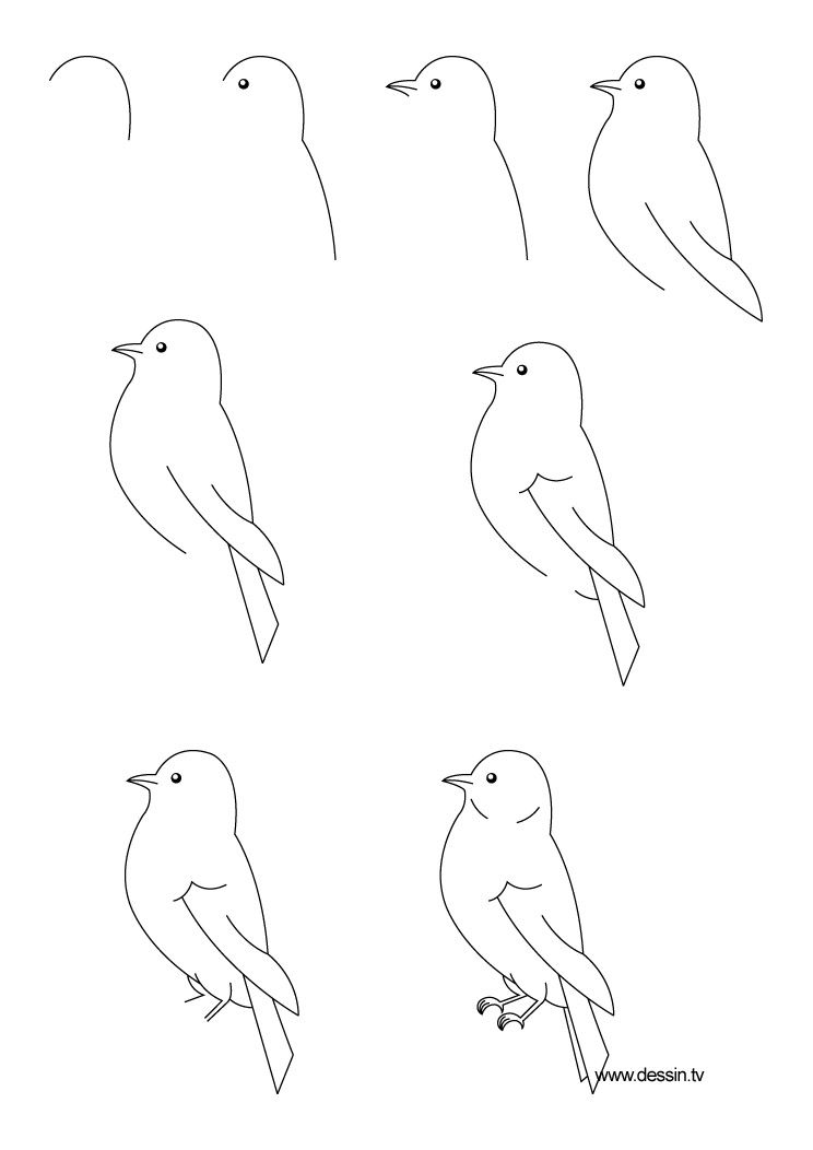 744x1052 How To Draw A Bird, Step - Bird Drawing Step By Step