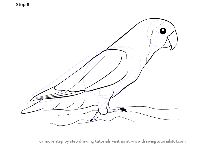 842x596 Learn How To Draw Love Birds - Bird Drawing Step By Step