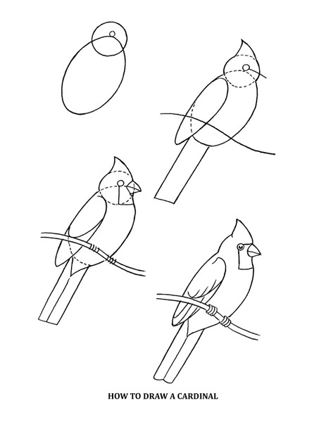 Bird Drawing Step By Step at PaintingValley.com | Explore collection of