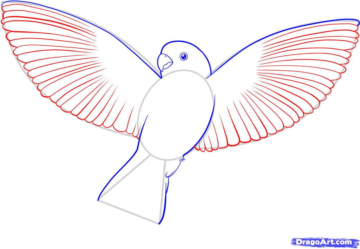 Easy Step - Bird Drawing Step By Step. 