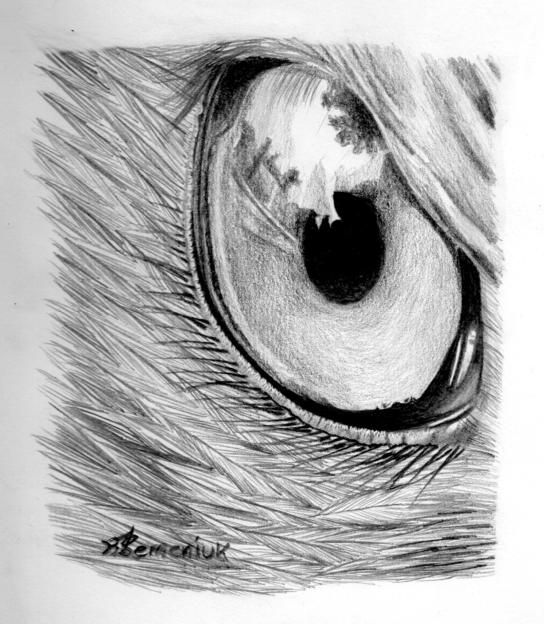 544x624 eye reflection drawing did a drawing of a birds eye i'm not - Bird Eye Drawing