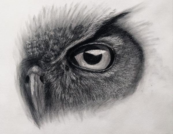 Bird Eye Drawing At Paintingvalley Com Explore Collection Of