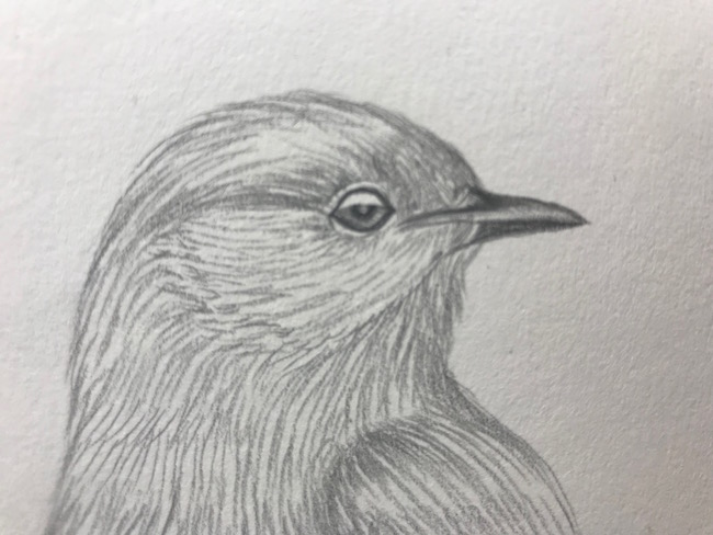 650x488 How To Draw A Realistic Bird In Pencil - Bird Eye Drawing