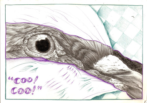 500x352 Bird Eye Sketch - Bird Eye Drawing