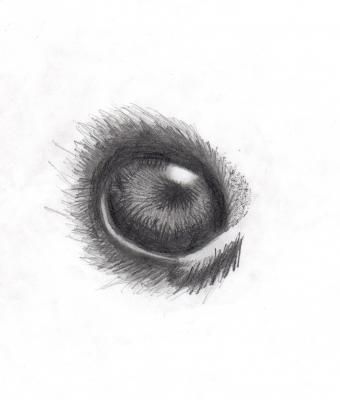 340x400 Bird Eye Drawing Art Tutorials And Tipsreferences Drawings - Bird Eye Drawing