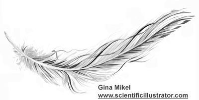 400x202 Feather, Watercolor Sketch - Bird Feather Drawing