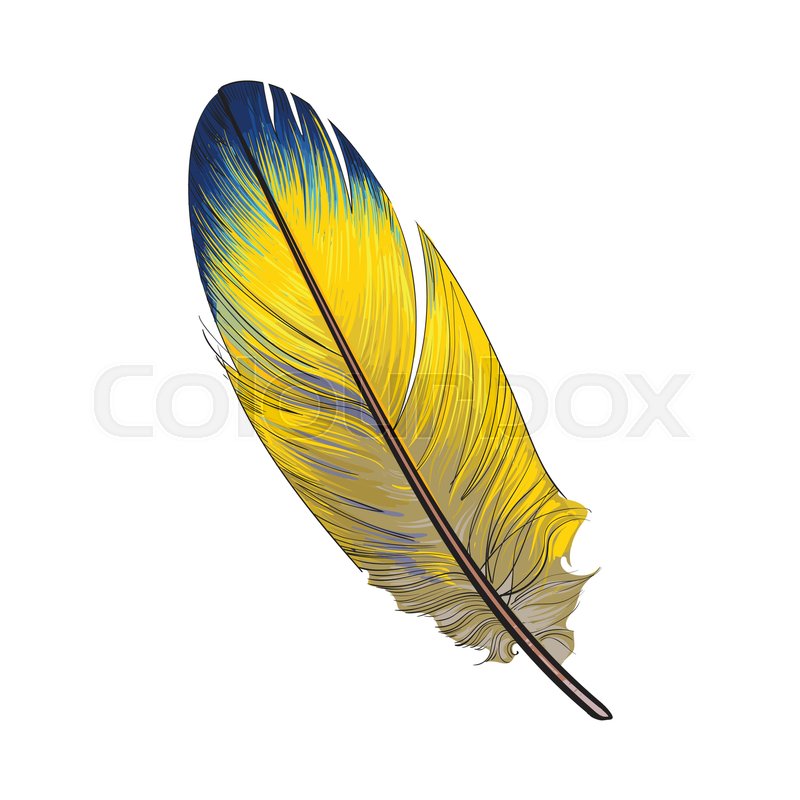 800x800 Hand Drawn Smoth, Yellow And Blue Stock Vector Colourbox - Bird Feather Drawing