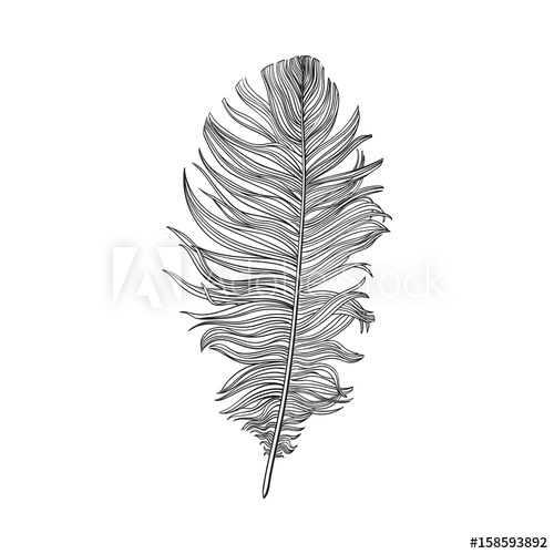 500x500 Hand Drawn Smoth Black And White Dove Bird Feather, Sketch Style - Bird Feather Drawing