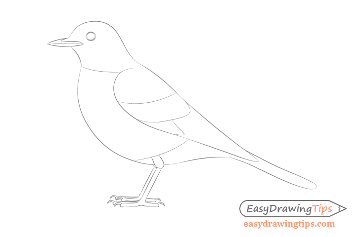 728x480 How To Draw A Bird Step - Bird Feather Drawing