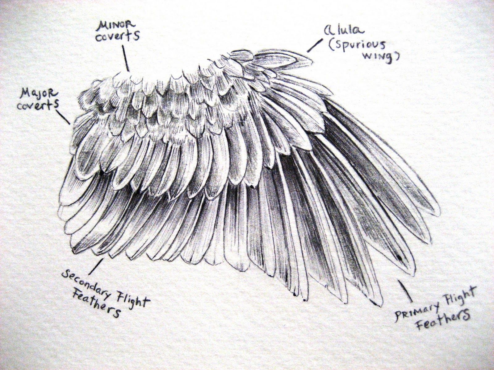 1600x1200 October - Bird Feather Drawing