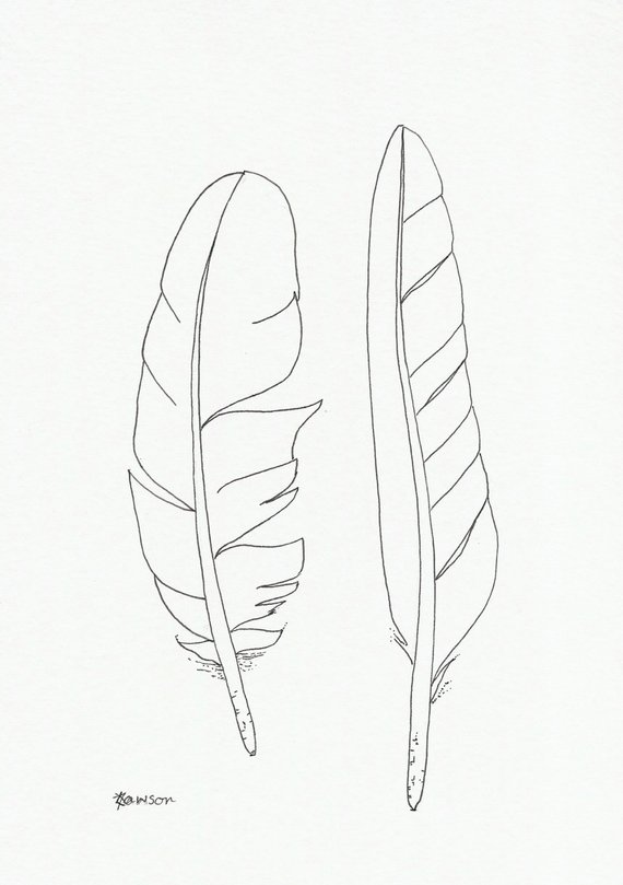 570x809 Original Ink Feather Drawing Sea Bird Feathers Etsy - Bird Feather Drawing