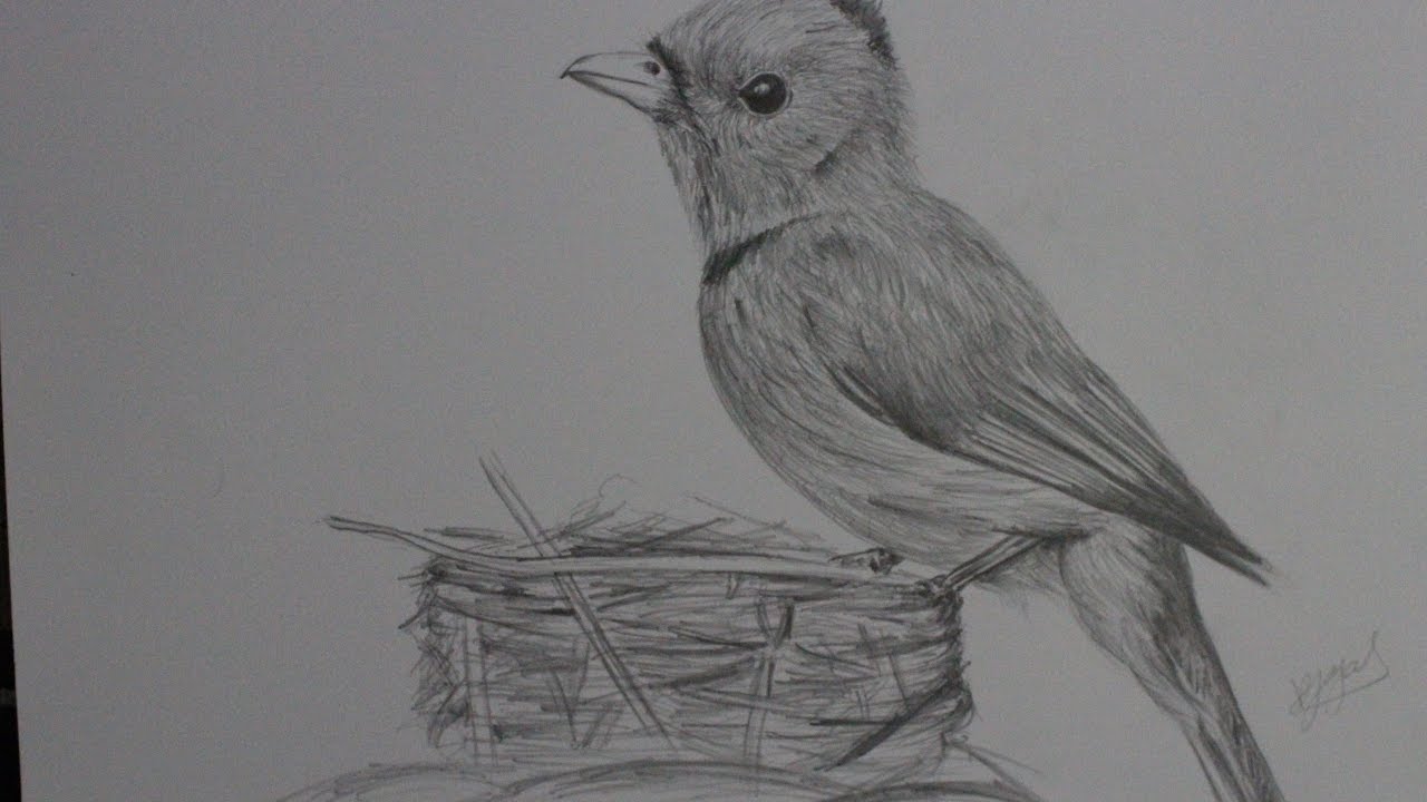 1280x720 How To Draw Feather Bird - Bird Feather Drawing