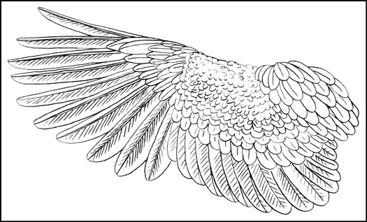 525x318 Drawing The Furry, Fluffy, And Feathered - Bird Feather Drawing
