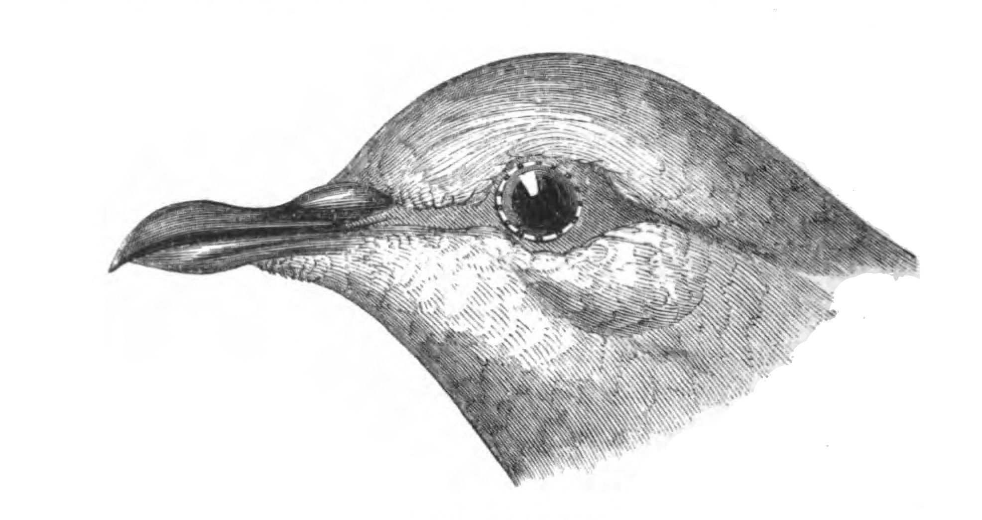 1972x1044 Filenatural History, Birds - Bird Head Drawing